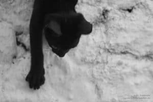 Schwarze Katze an der Wand